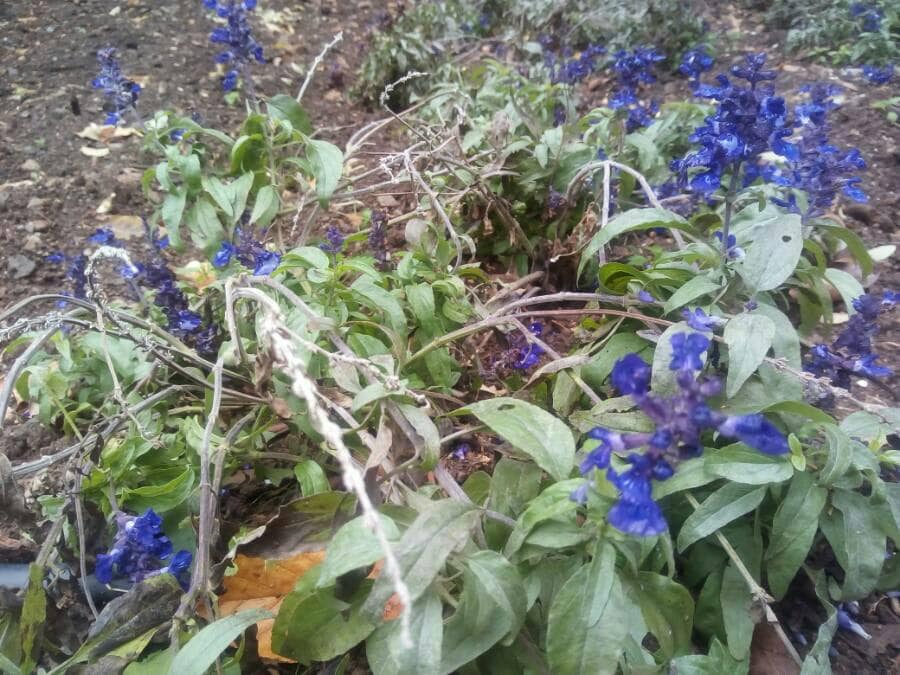 74382961_10219695890521214_6102896975676440576_n